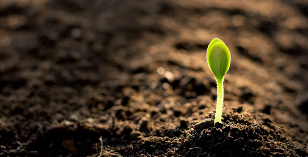 Soil Remediation and Improvement Solution